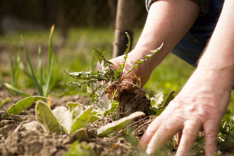 Garden Deweeding in Aiken, SC
