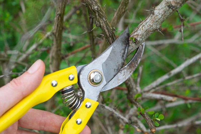 Limbs Removal in Ventura County, CA