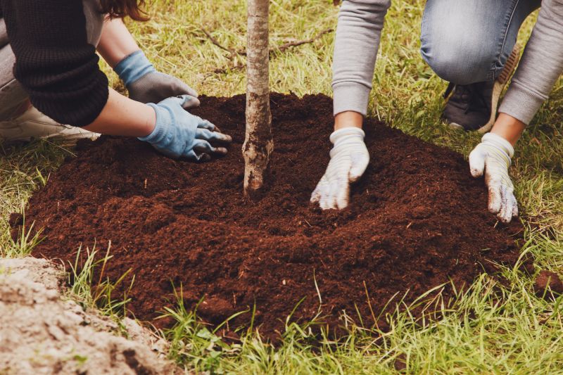 Pear Tree Planting in Honolulu, HI